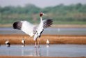 Sarus Crane_DSC7473