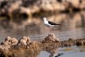 Stilt_DSC7516