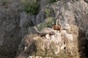 Turtles_DSC7355