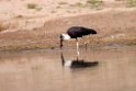 Wooly-necked Stork_DSC7541