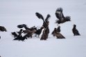 Ørnefodring20170204_DSC5729