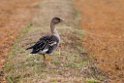 Bean Goose20170218_DSC8469