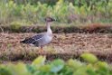 Bean goose20170215_DSC8406