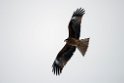 Black kite20170207_DSC5055