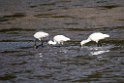Black-faced Spoonbill20170212_DSC8052