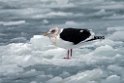 Black-tailed Gull20170207_DSC5763