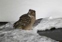 Blackinstons Fishowl20170207_DSC6143
