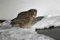 Blackishston Fishowl20170207_DSC6138