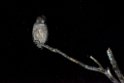 Blakingston Fiskowl20170208_DSC6357