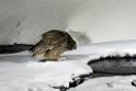 Blakingston Fiskowl20170208_DSC6360