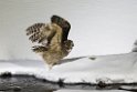 Blakingston Fiskowl_DSC6378
