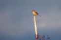 Bull-headed shrike20170212_DSC8194