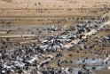 Cranes20170212_DSC7791