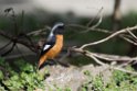 Daurian Redstart20170212_DSC7949