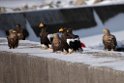 Eagles20170209_DSC6401
