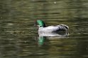 Falcated Teal20170219_DSC8588