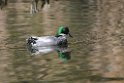 Falcated duck20170219_DSC8565