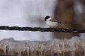 Fyrremejse20170209_DSC7440