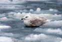 Gråmåge20170207._DSC5756