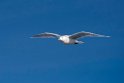 Gråmåge20170207_DSC5935