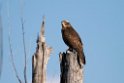 Grey-faced Buzzard20170216_DSC8437