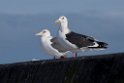 Gulls20170207_DSC5980