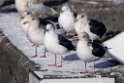 Gulls20170209_DSC6388