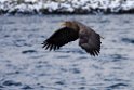 Havørn2+170209_DSC6407