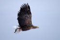 Havørn20170206_DSC5113