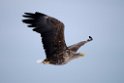 Havørn20170206_DSC5245