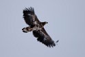 Havørn20170206_DSC5375
