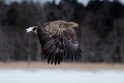Havørn20170206_DSC5468