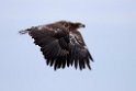 Havørn20170206_DSC5562