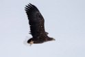 Havørn20170207_DSC5082