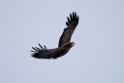 Havørn20170207_DSC5085