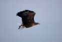 Havørn20170207_DSC5108