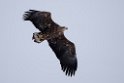 Havørn20170207_DSC5172