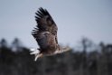 Havørn20170207_DSC5182