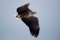 Havørn20170207_DSC5247
