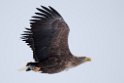 Havørn20170207_DSC5267