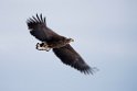 Havørn20170207_DSC5399