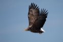 Havørn20170207_DSC5906