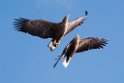 Havørn20170209_DSC6386