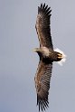 Havørn20170209_DSC6469