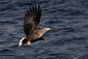 Havørn20170209_DSC6505