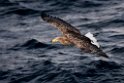 Havørn20170209_DSC6509