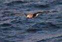 Havørn20170209_DSC6519