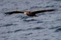 Havørn20170209_DSC6556