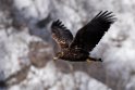Havørn20170209_DSC6557