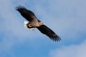 Havørn20170209_DSC6640